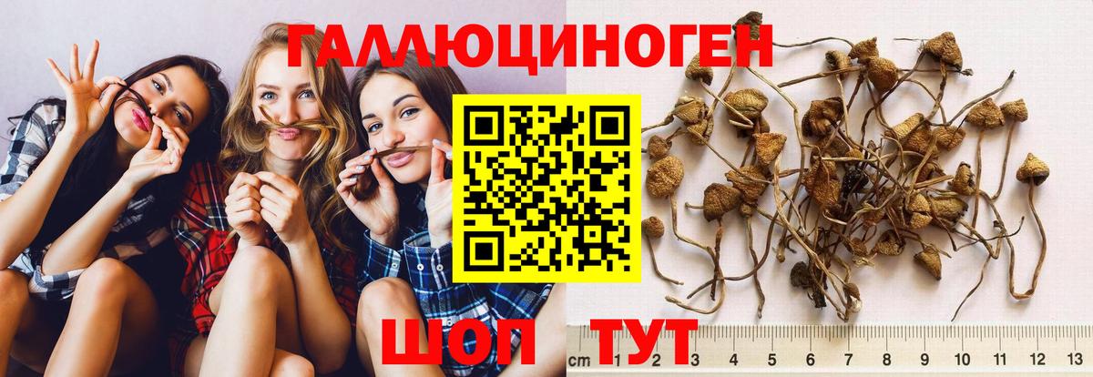 Псилоцибиновые грибы Psilocybine cubensis Великий Устюг